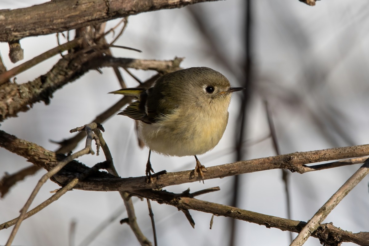 Ruby-crowned Kinglet - ML614883963