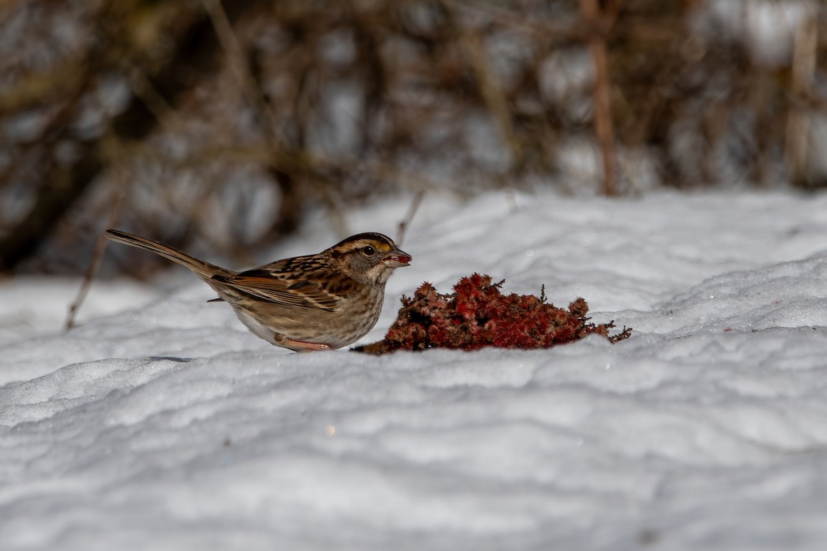 White-throated Sparrow - ML614883983