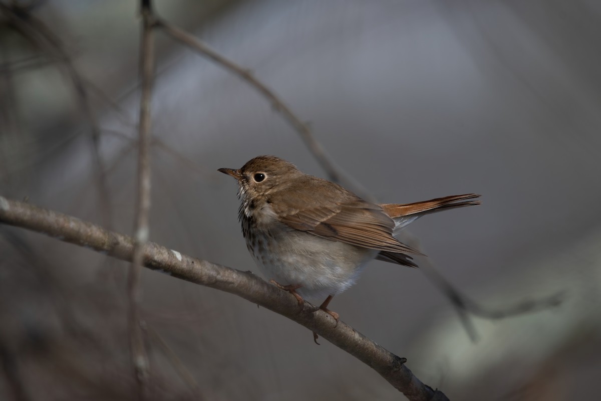 Hermit Thrush - ML614883999