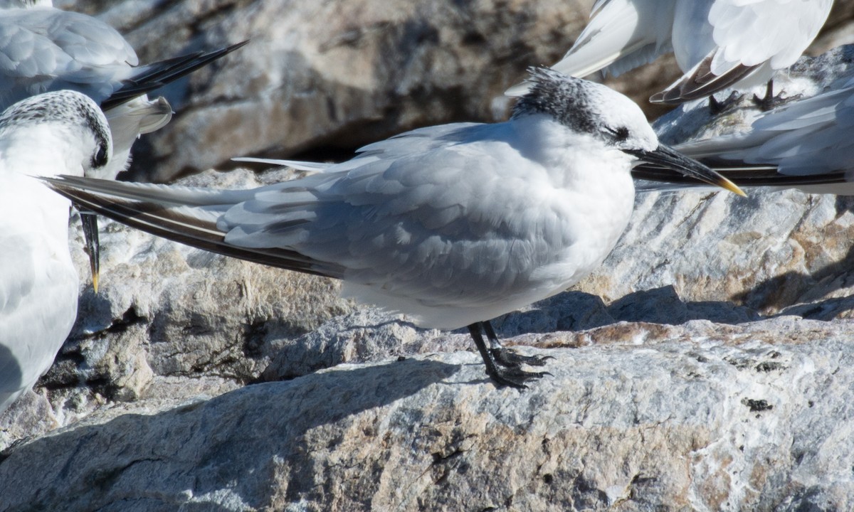 Sandwich Tern - ML614884010