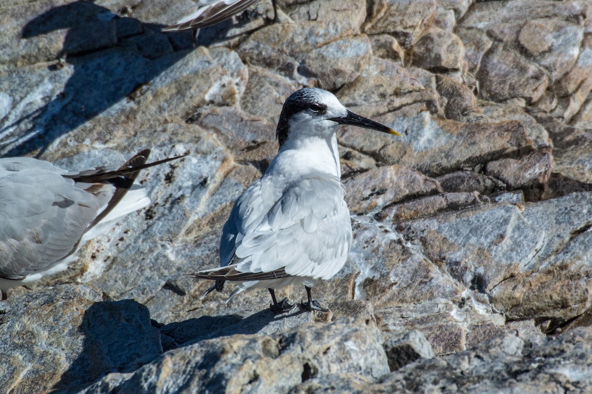 Sandwich Tern - ML614884012