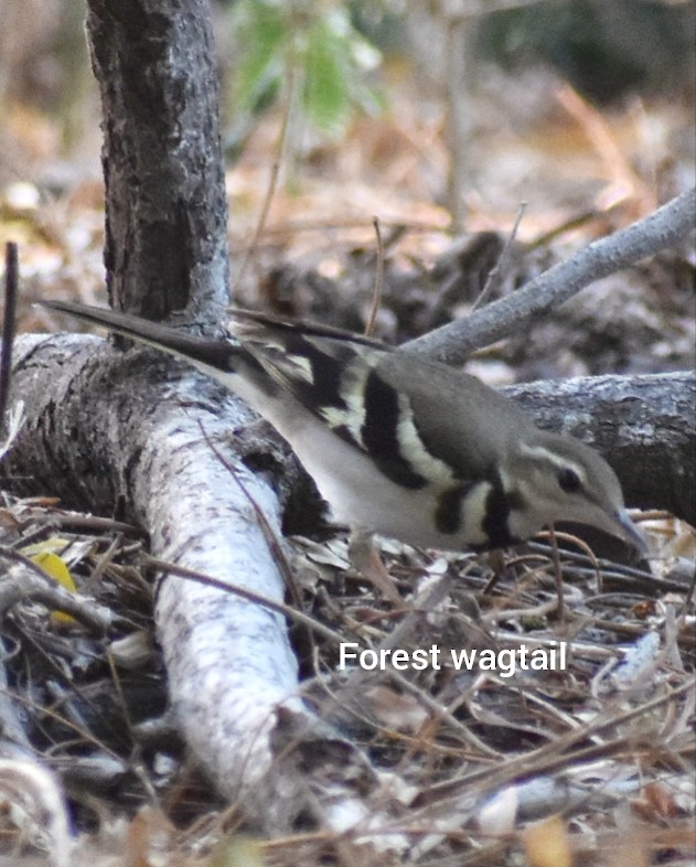 Forest Wagtail - ML614884028