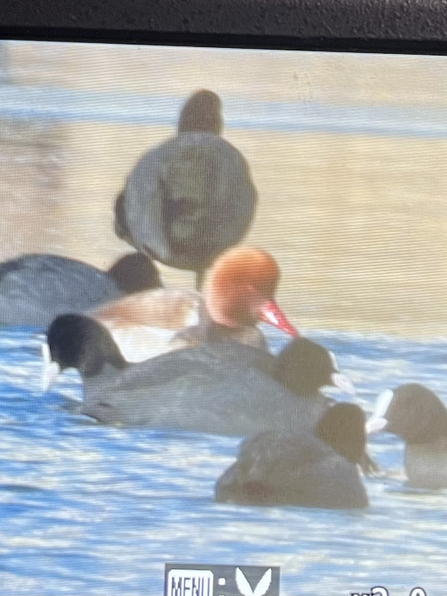 Red-crested Pochard - ML614884047