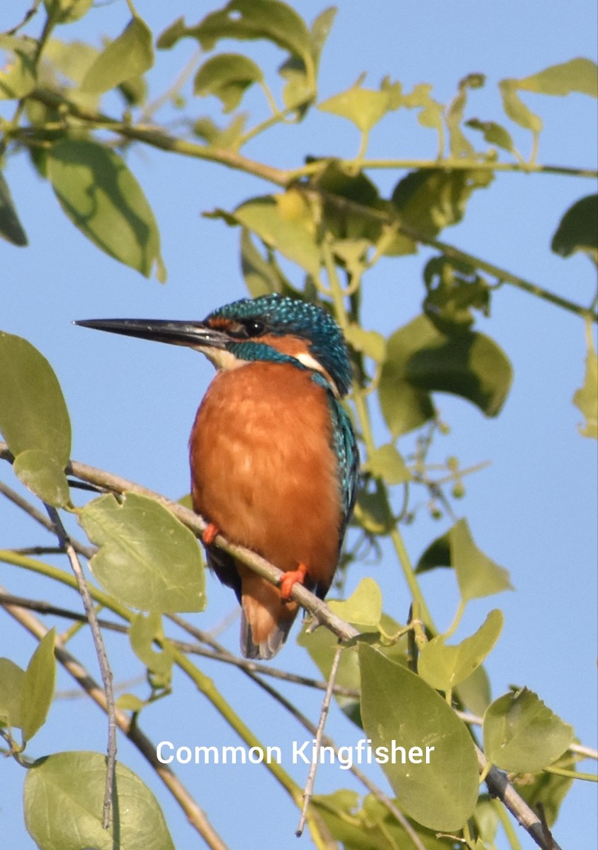 Martin-pêcheur d'Europe - ML614884048