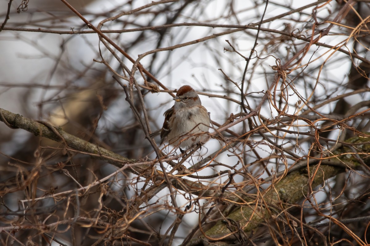 American Tree Sparrow - ML614884052