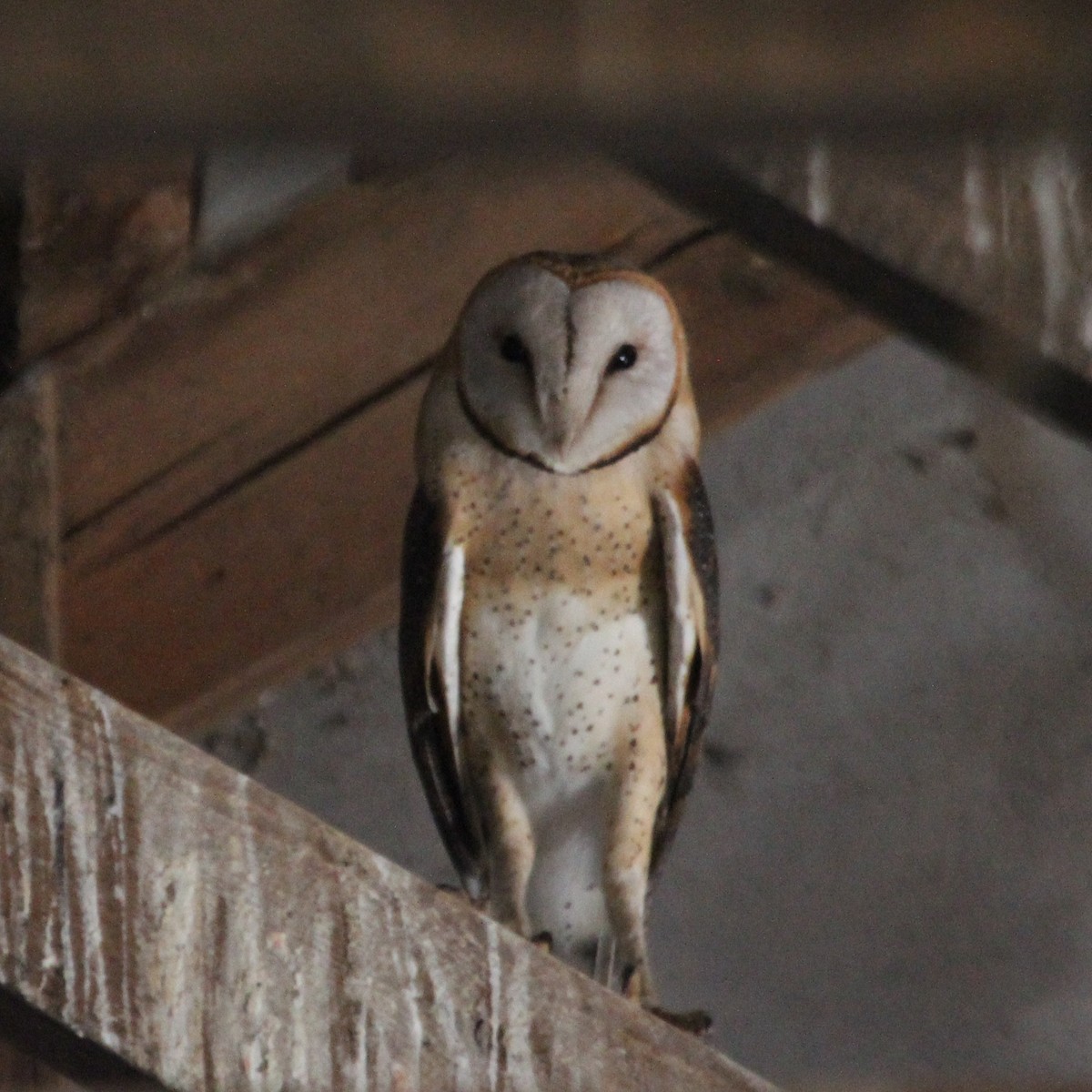 Barn Owl (African) - ML614884127