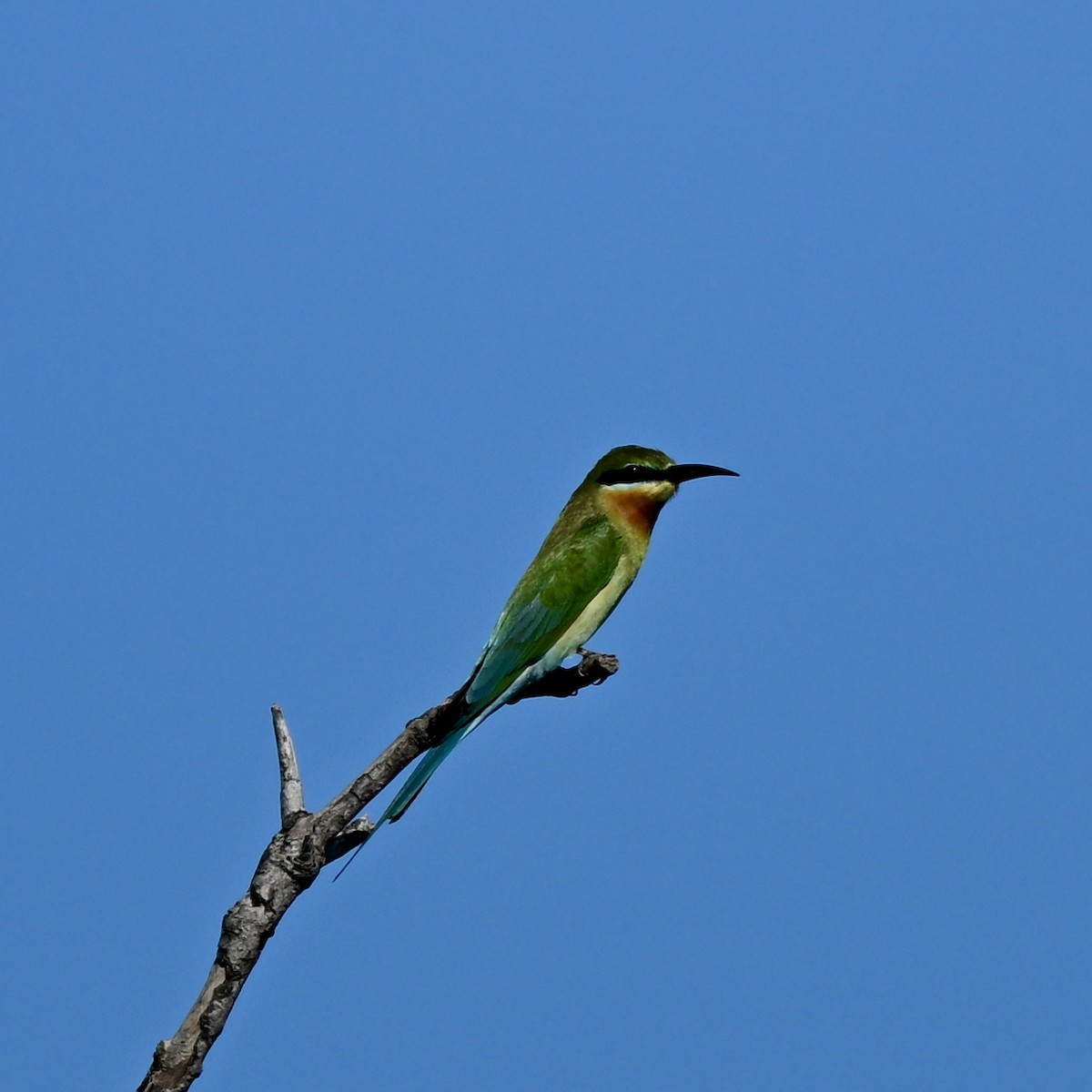 Blue-tailed Bee-eater - ML614884131