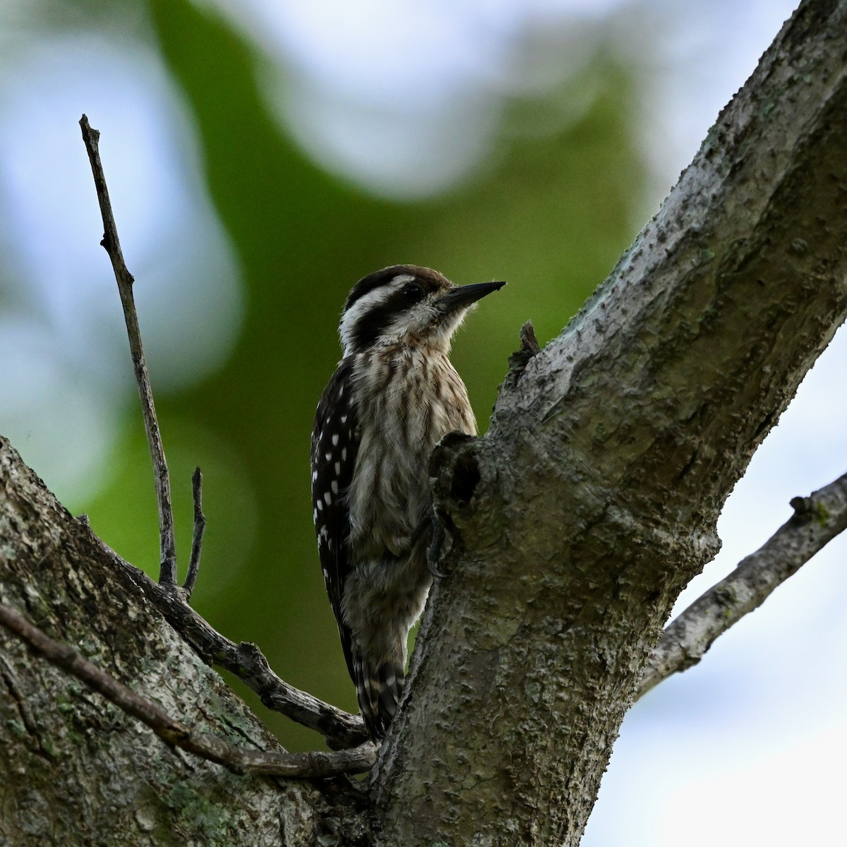 Sunda Pygmy Woodpecker - ML614884132