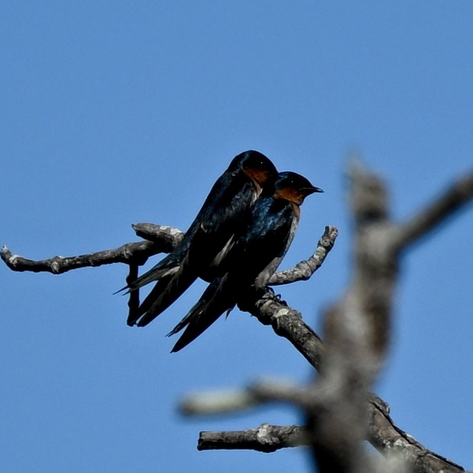 Pacific Swallow - ML614884173