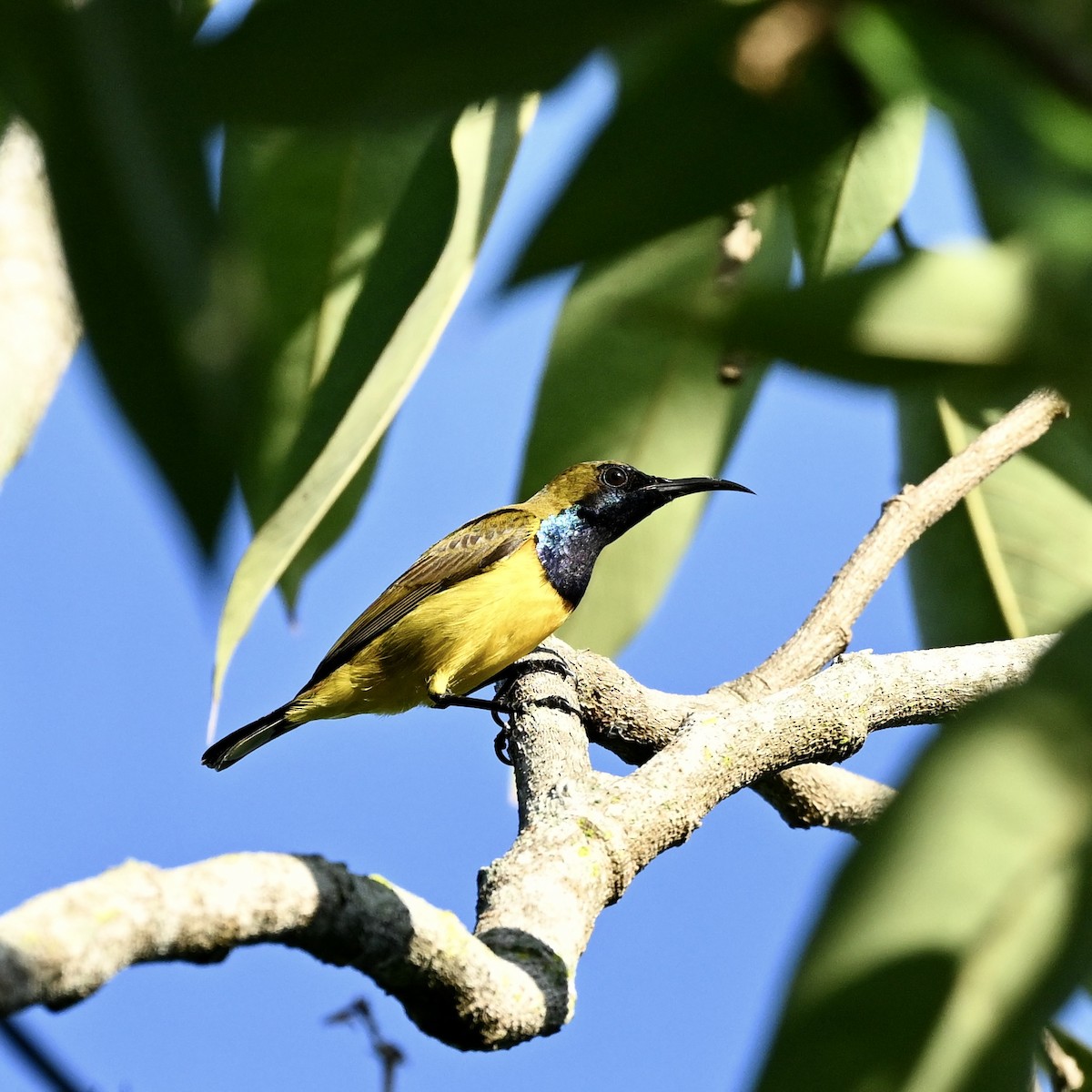 Ornate Sunbird - ML614884201