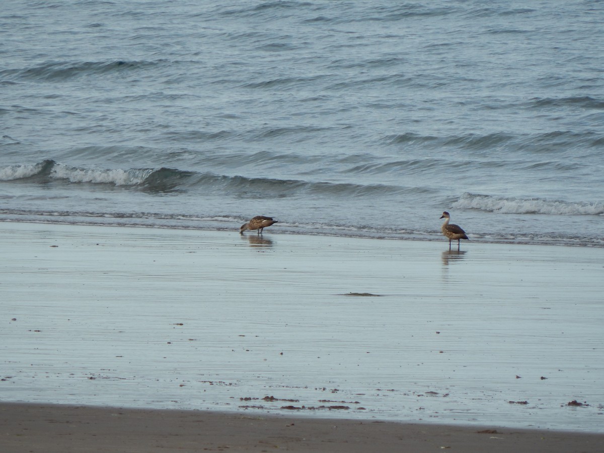 Crested Duck - ML614884237