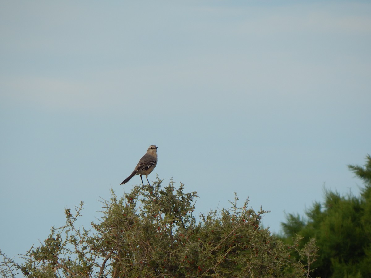 Patagonian Mockingbird - ML614884249