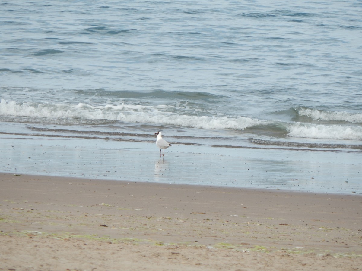 Mouette de Patagonie - ML614884261