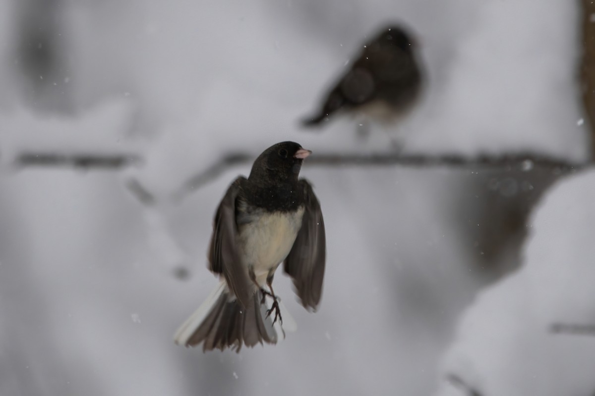 Dark-eyed Junco - ML614884263