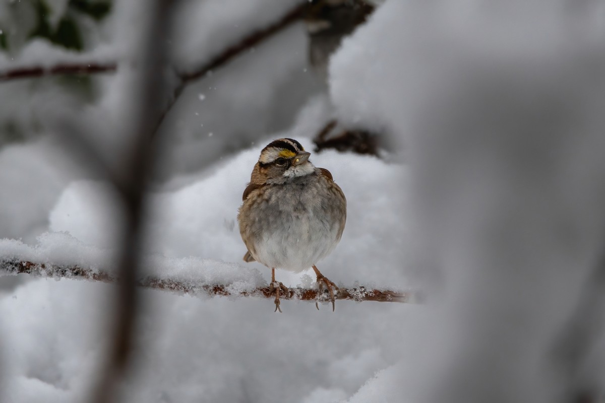 White-throated Sparrow - ML614884266