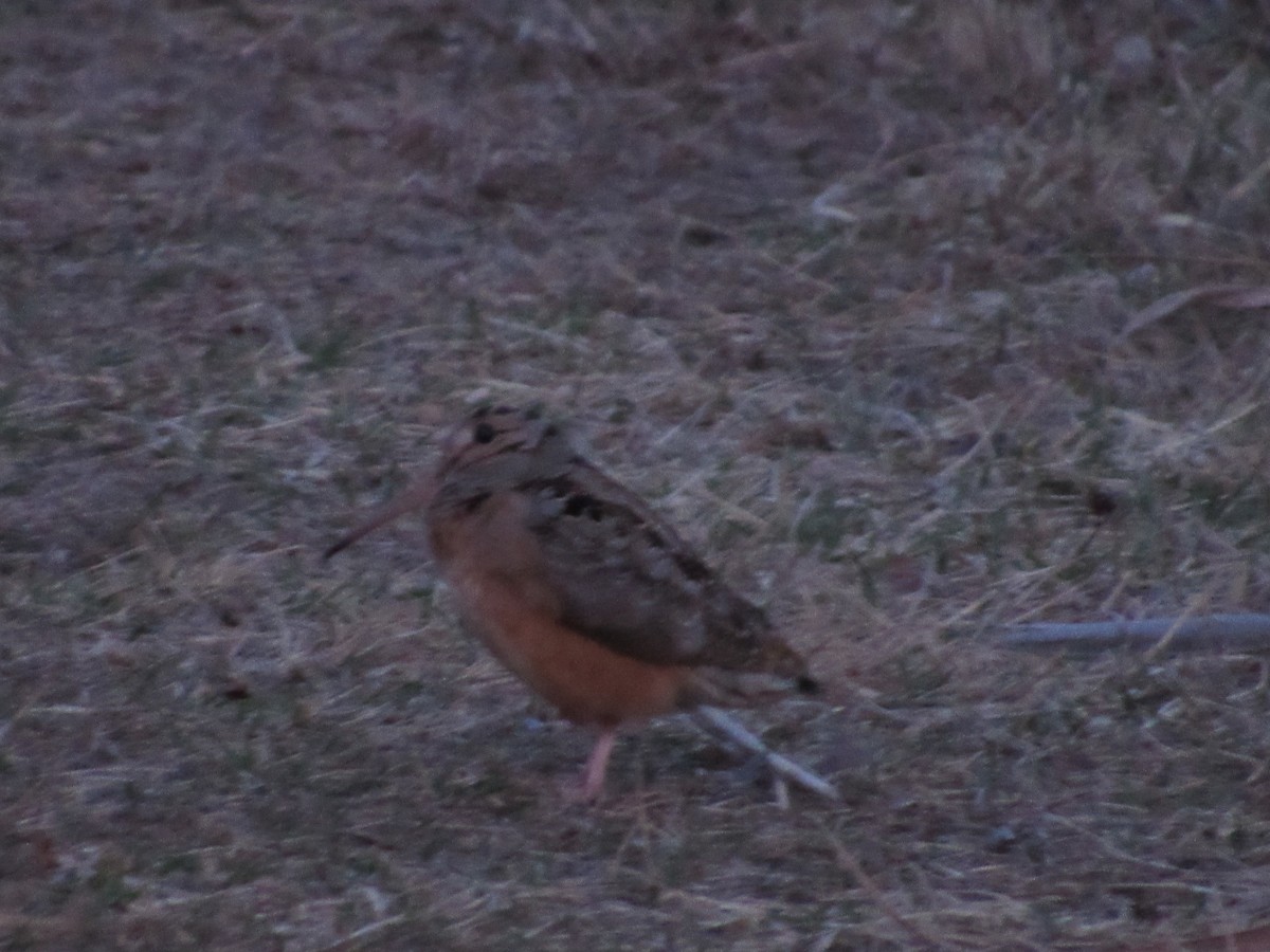 American Woodcock - ML614884308