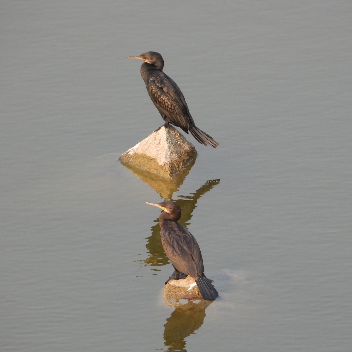 Cormoran à cou brun - ML614884480