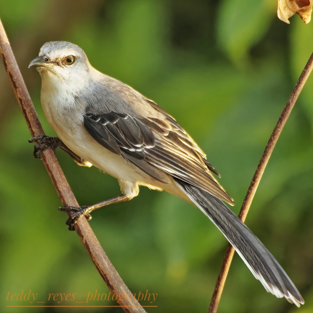 Tropical Mockingbird (San Andres) - ML614884501