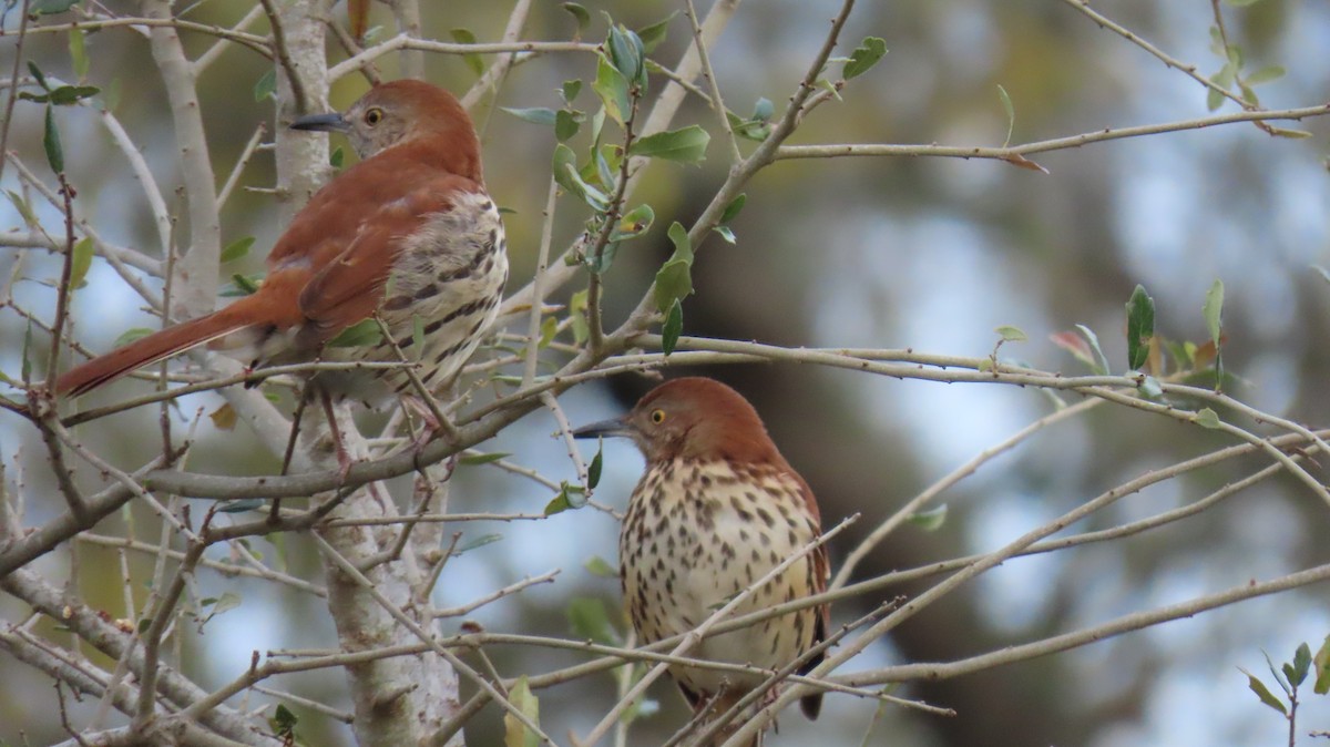 Brown Thrasher - ML614884549