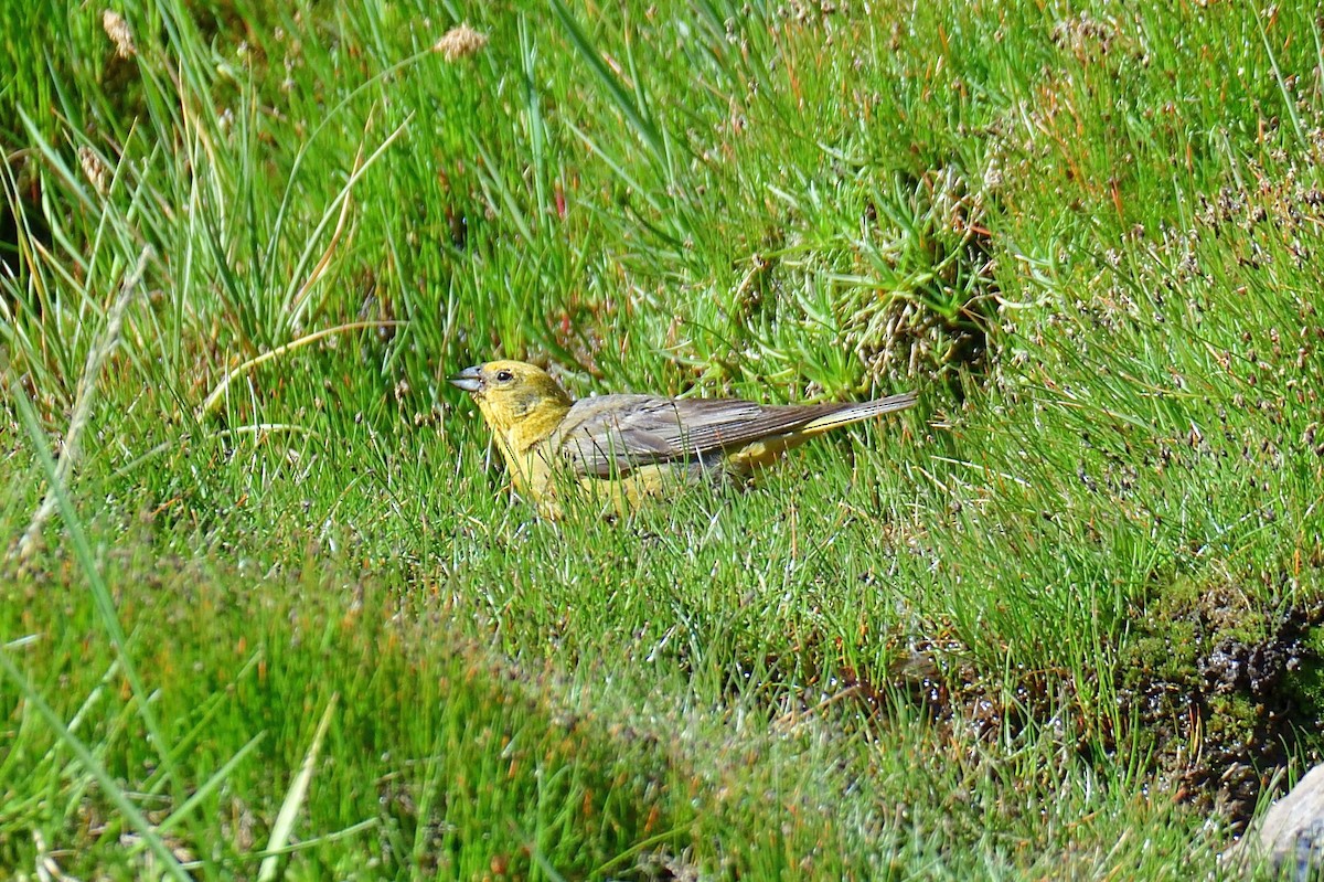 Greater Yellow-Finch - ML614884633