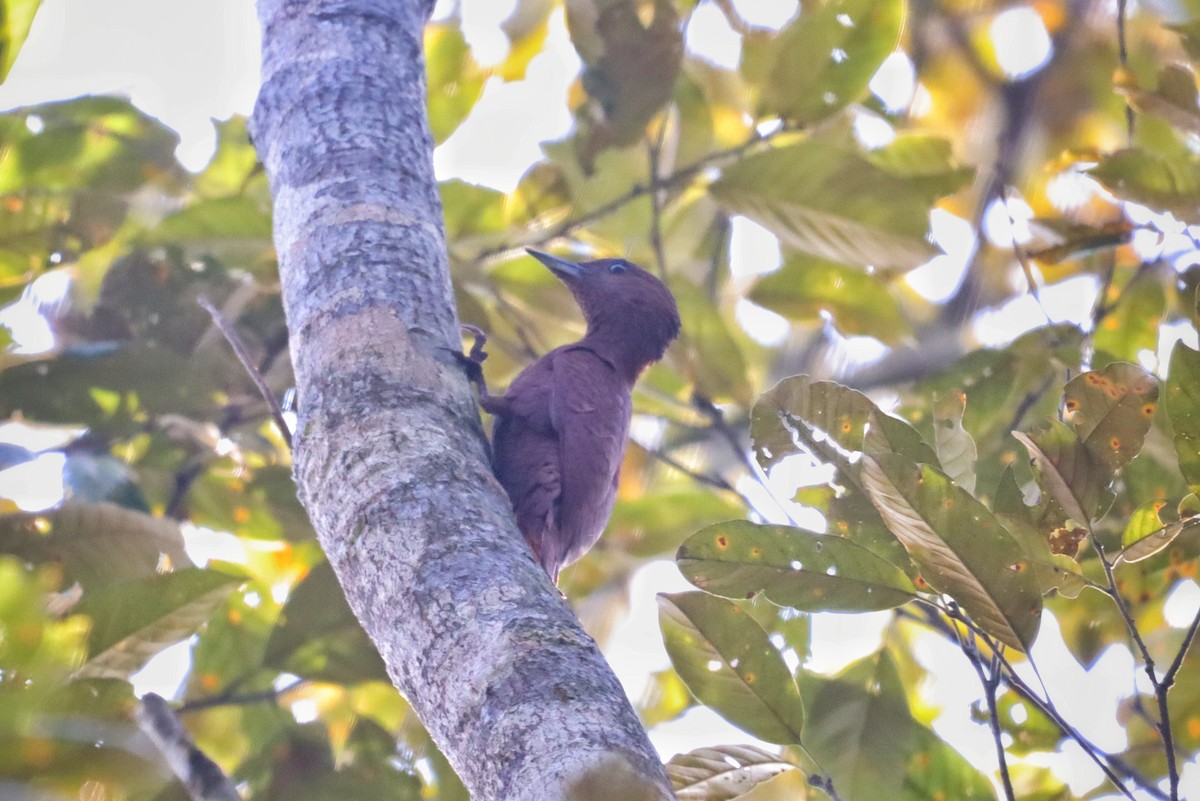 Rufous Woodpecker - ML614884639