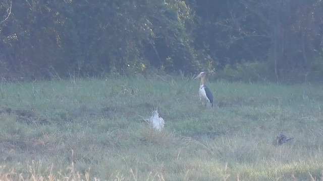 Lesser Adjutant - ML614884643