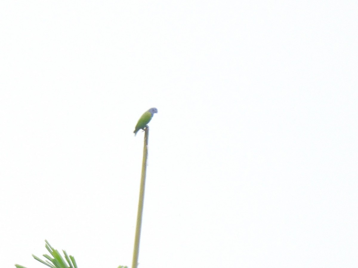 Mavi Başlı Papağan (menstruus/rubrigularis) - ML614884709