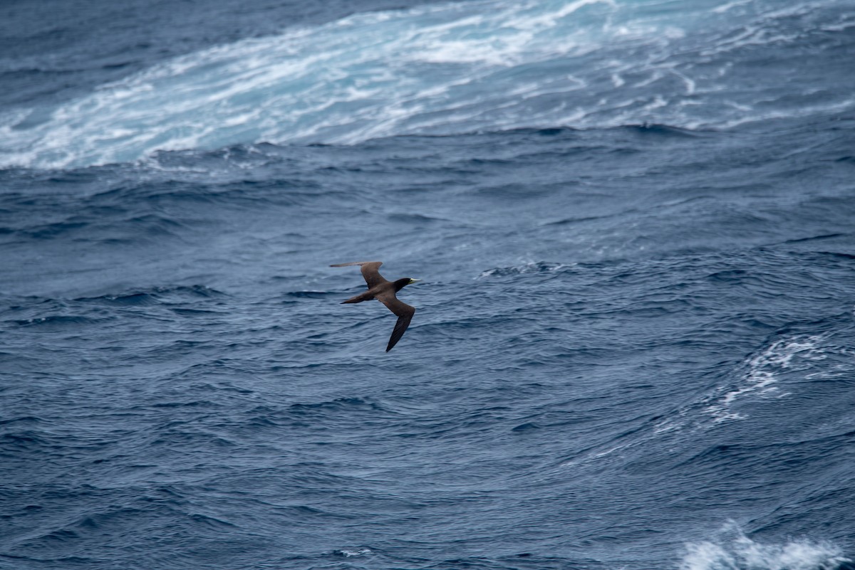 Brown Booby - ML614884751