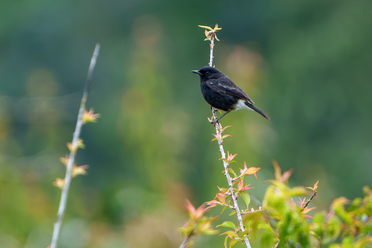 Pied Bushchat - Woramate Boonyavantang