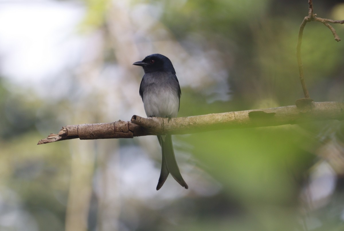 White-bellied Drongo - Jayaprakash Singha