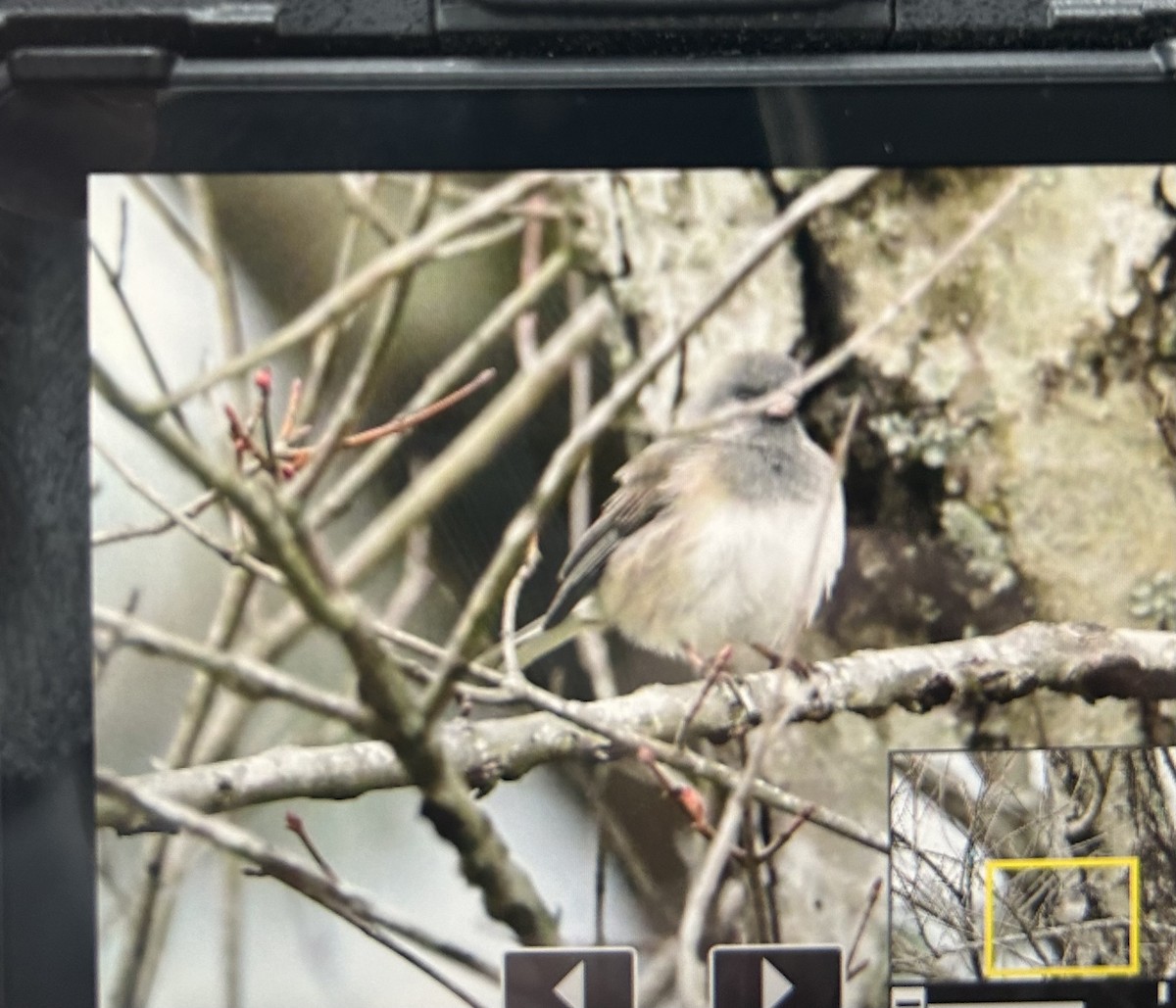 Junco ardoisé (cismontanus) - ML614884809