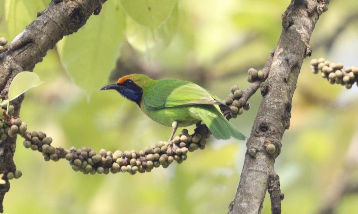 Golden-fronted Leafbird - Jayaprakash Singha