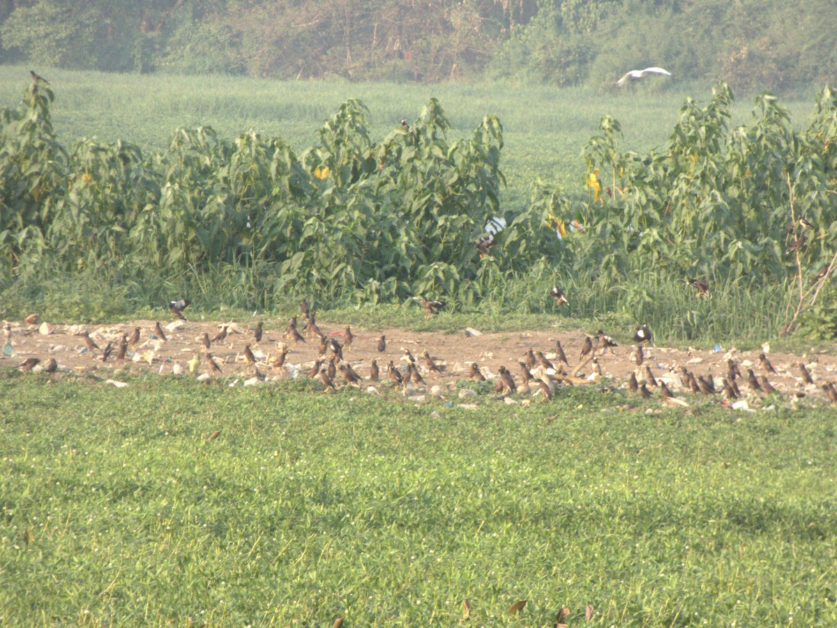 Common Myna - ML614884820