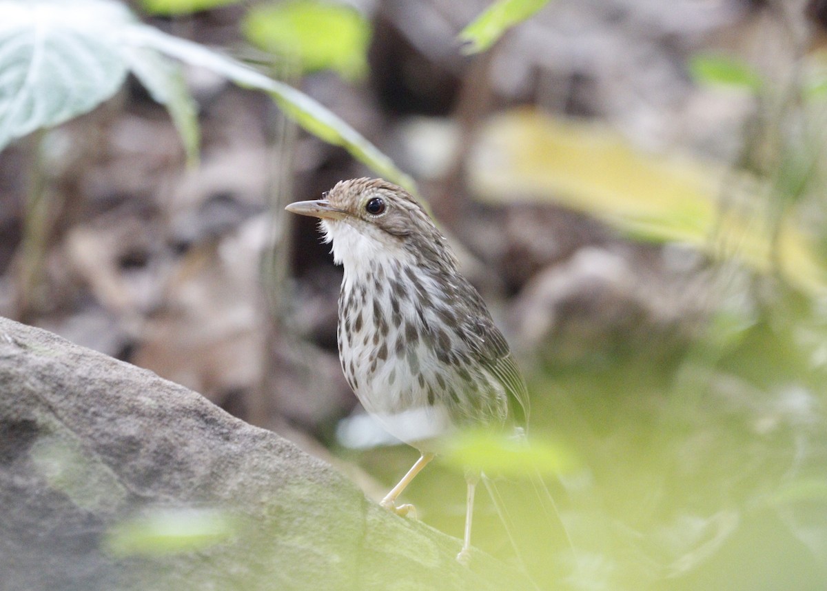 Puff-throated Babbler - Jayaprakash Singha