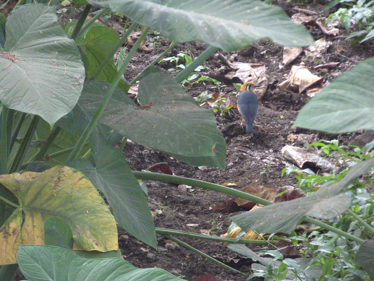 Orange-headed Thrush - ML614884826