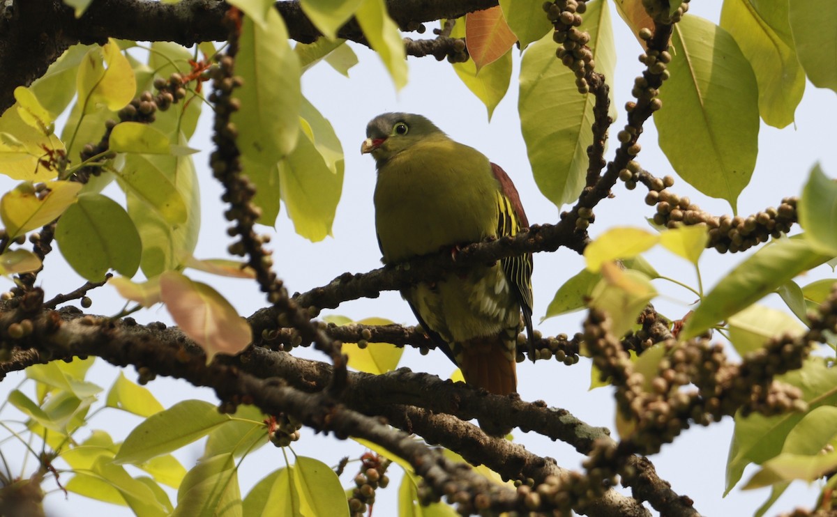 Thick-billed Green-Pigeon - Jayaprakash Singha