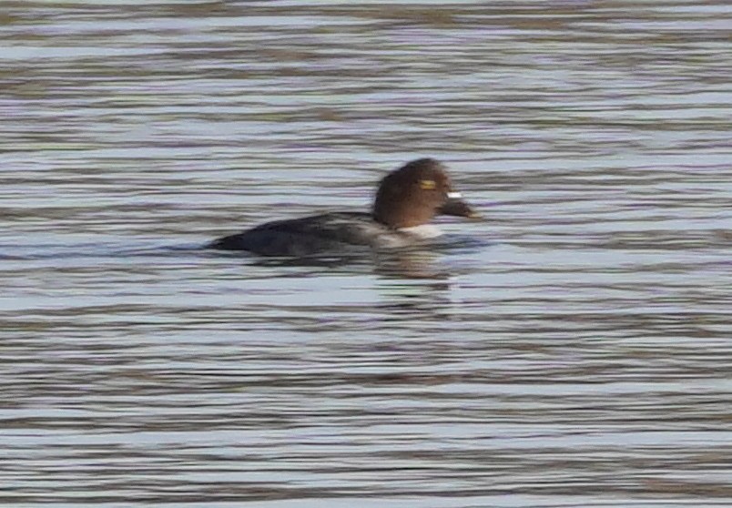 Greater Scaup - Michael Simm