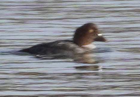 Greater Scaup - Michael Simm