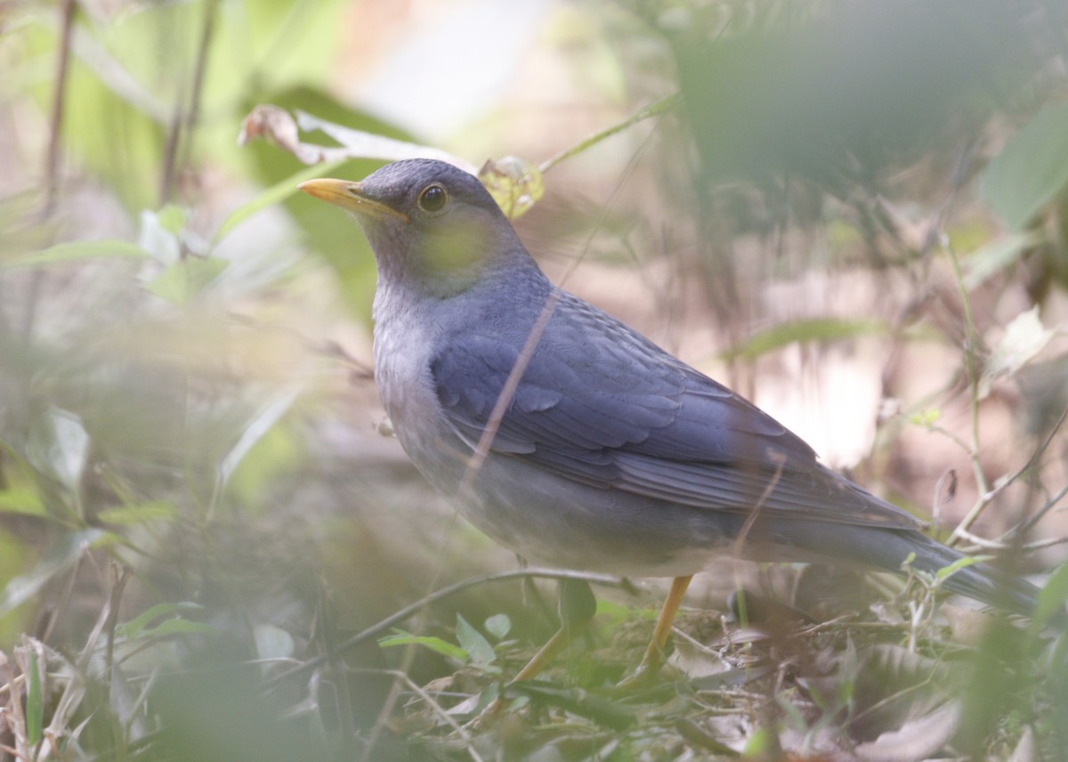 Tickell's Thrush - ML614884864