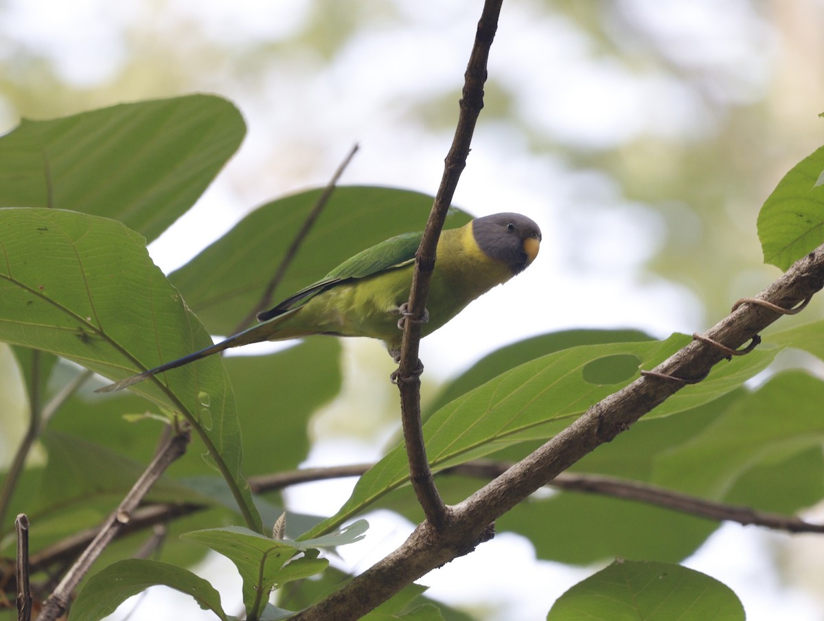 Plum-headed Parakeet - Jayaprakash Singha