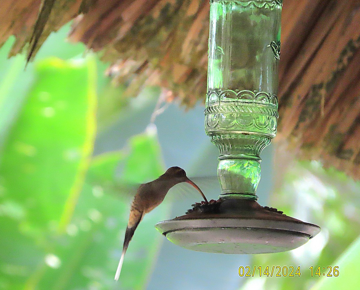 Long-billed Hermit - ML614884888