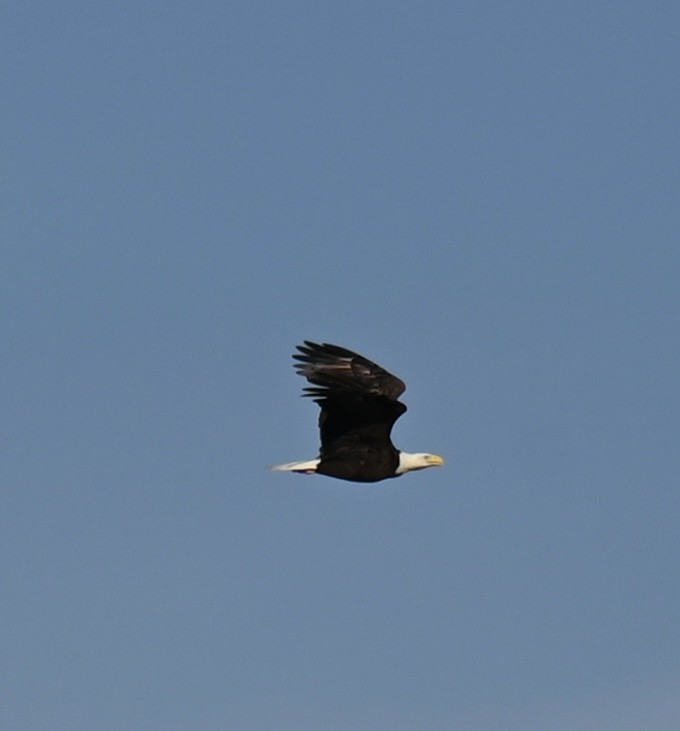 Weißkopf-Seeadler - ML614884908