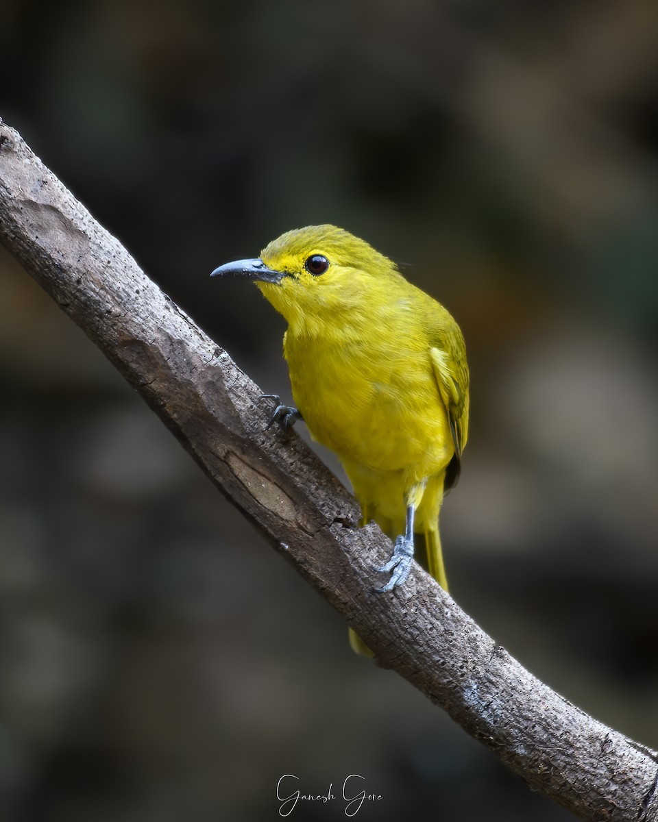 Yellow-browed Bulbul - ML614884914