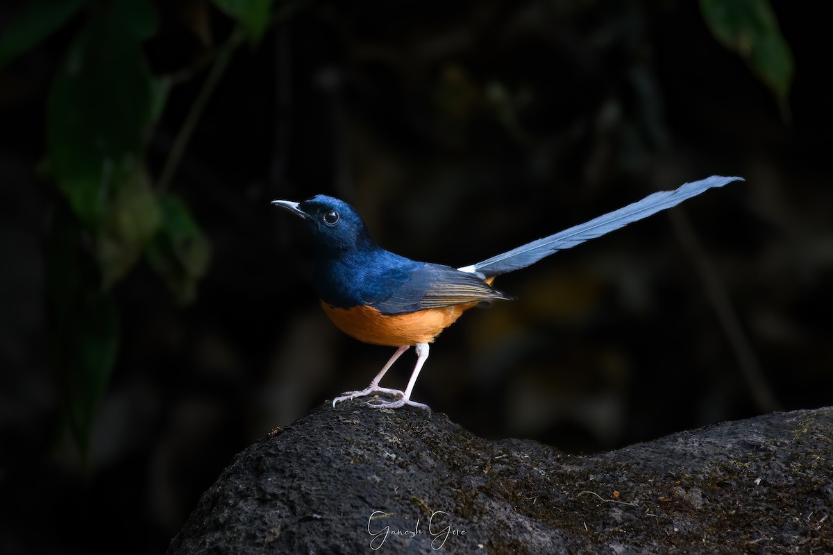 White-rumped Shama - ML614884932