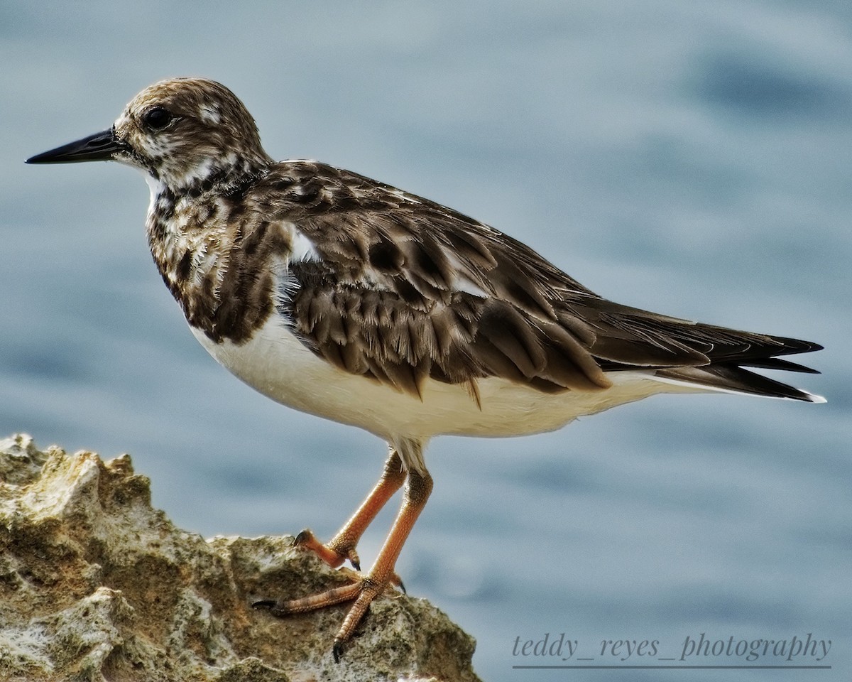 Ruddy Turnstone - ML614884943