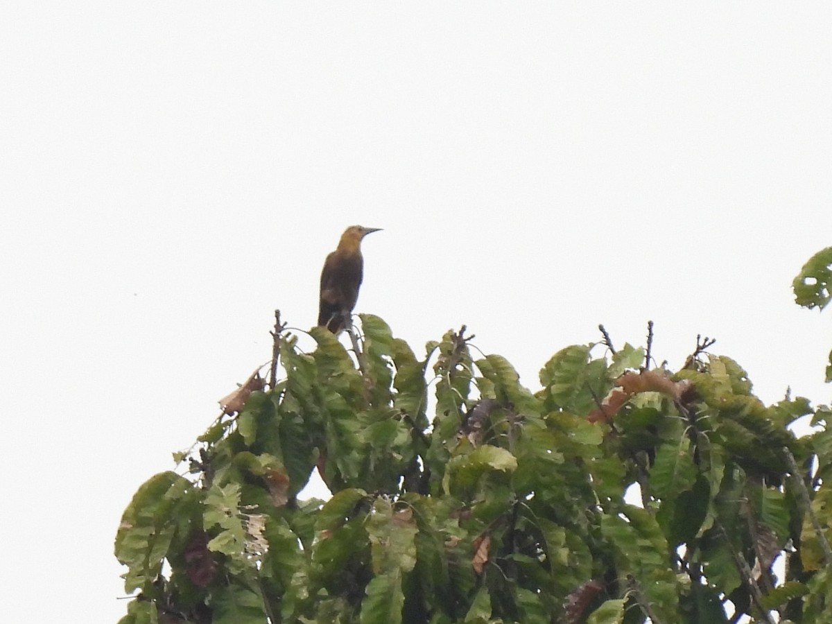 Russet-backed Oropendola (Russet-backed) - Buck Lee