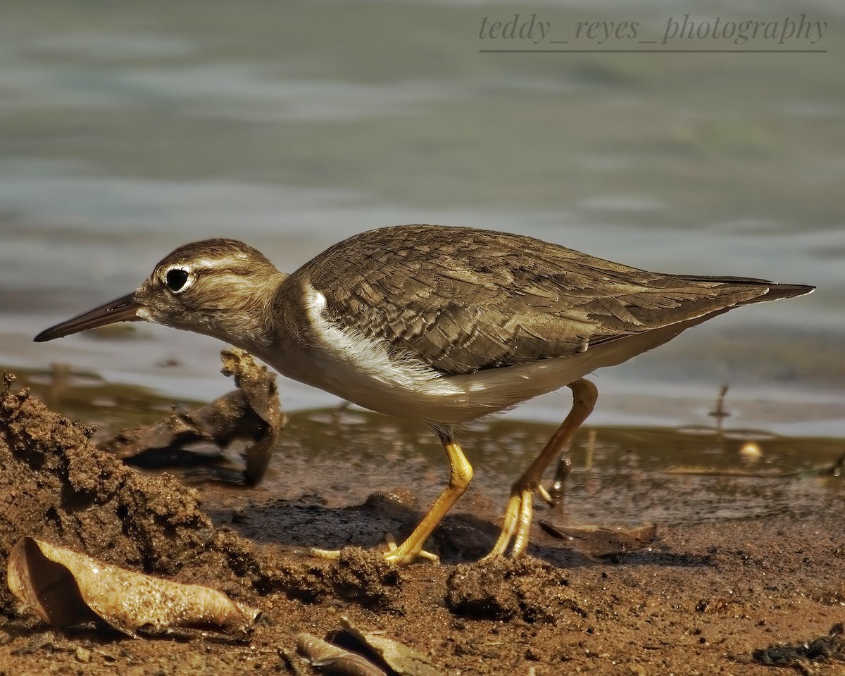 Spotted Sandpiper - ML614885123