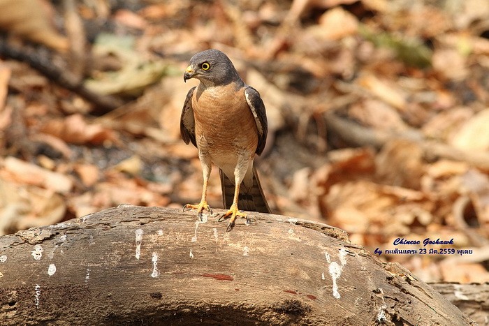 Chinese Sparrowhawk - ML614885145