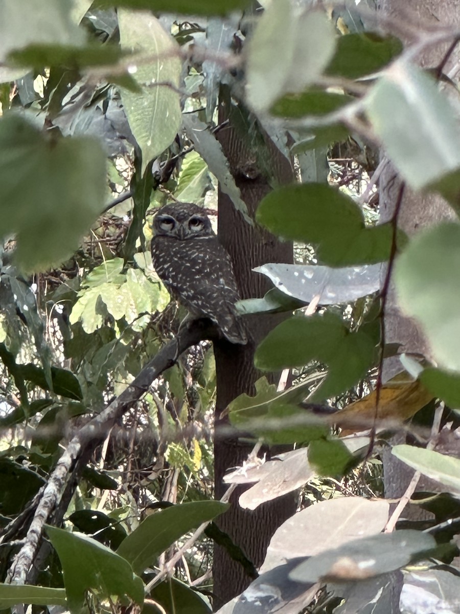 Spotted Owlet - ML614885150