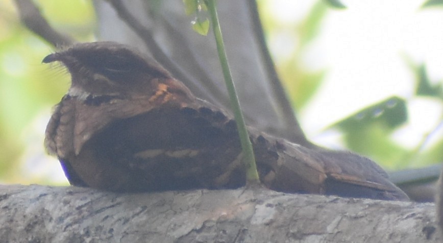 Jerdon's Nightjar - ML614885151